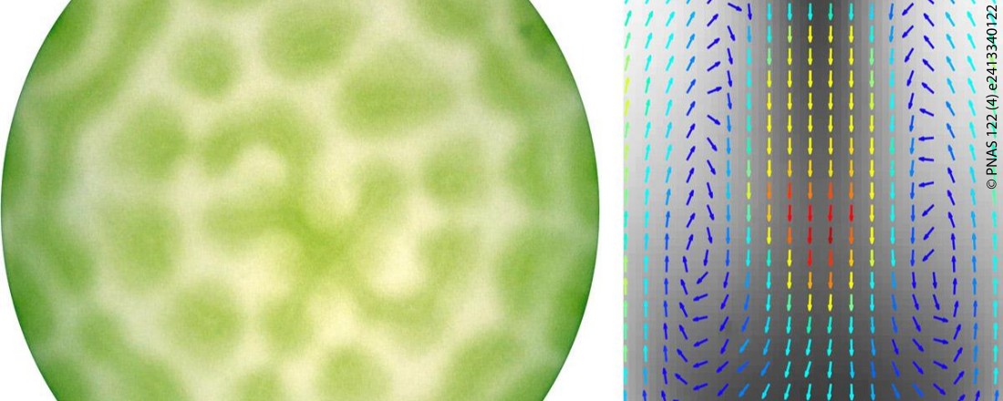 Microorganisms go with the Flow