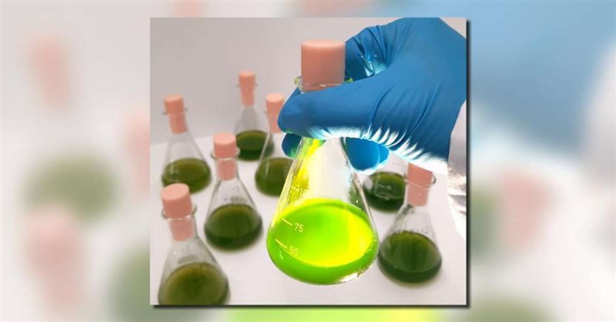 Flüssigkulturen der mikroskopisch kleinen Grünalge Chlamydomonas reinhardtii im Labor | iquid cultures of the microscopic green alga Chlamydomonas reinhardtii in the laboratory.