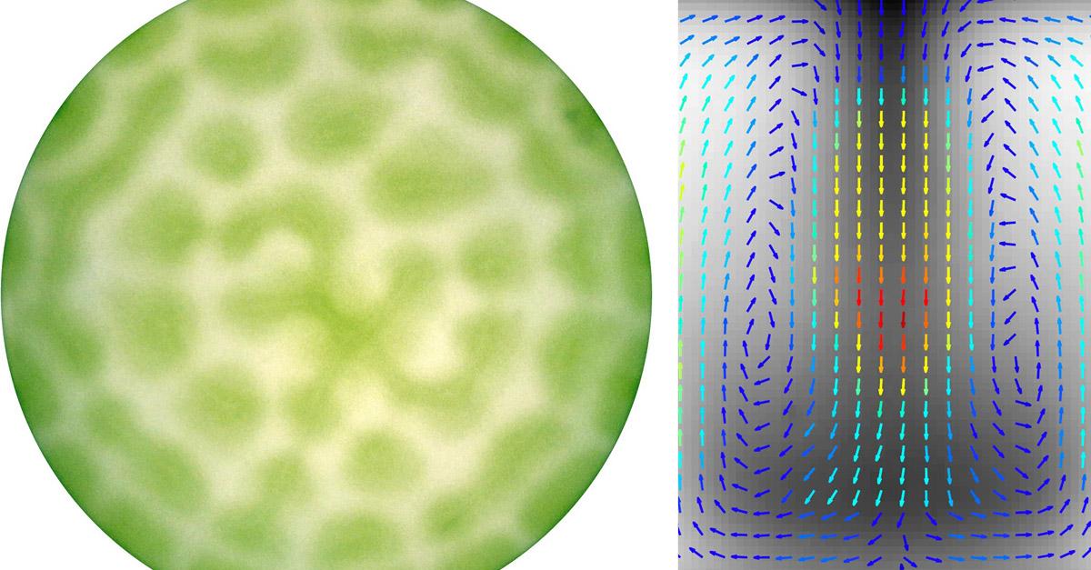 Strömungsmuster photosynthetischer Mikroorgansimen in einer runden Petrischale (links, Draufsicht) und Strömungsprofil in einer abgedichteten Kammer (rechts, Querschnitt).